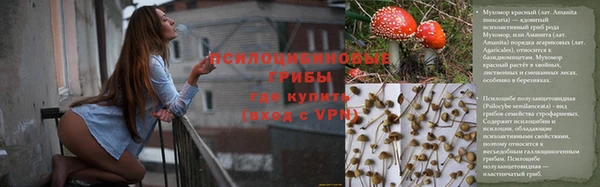 стаф Алзамай